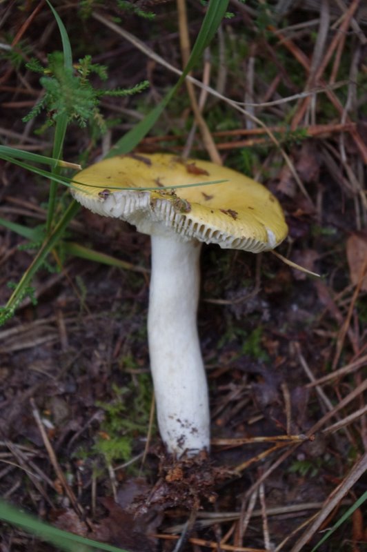 Mares au vinaigre 29